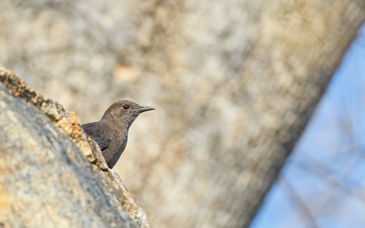 Boulder Chat - ML642122732