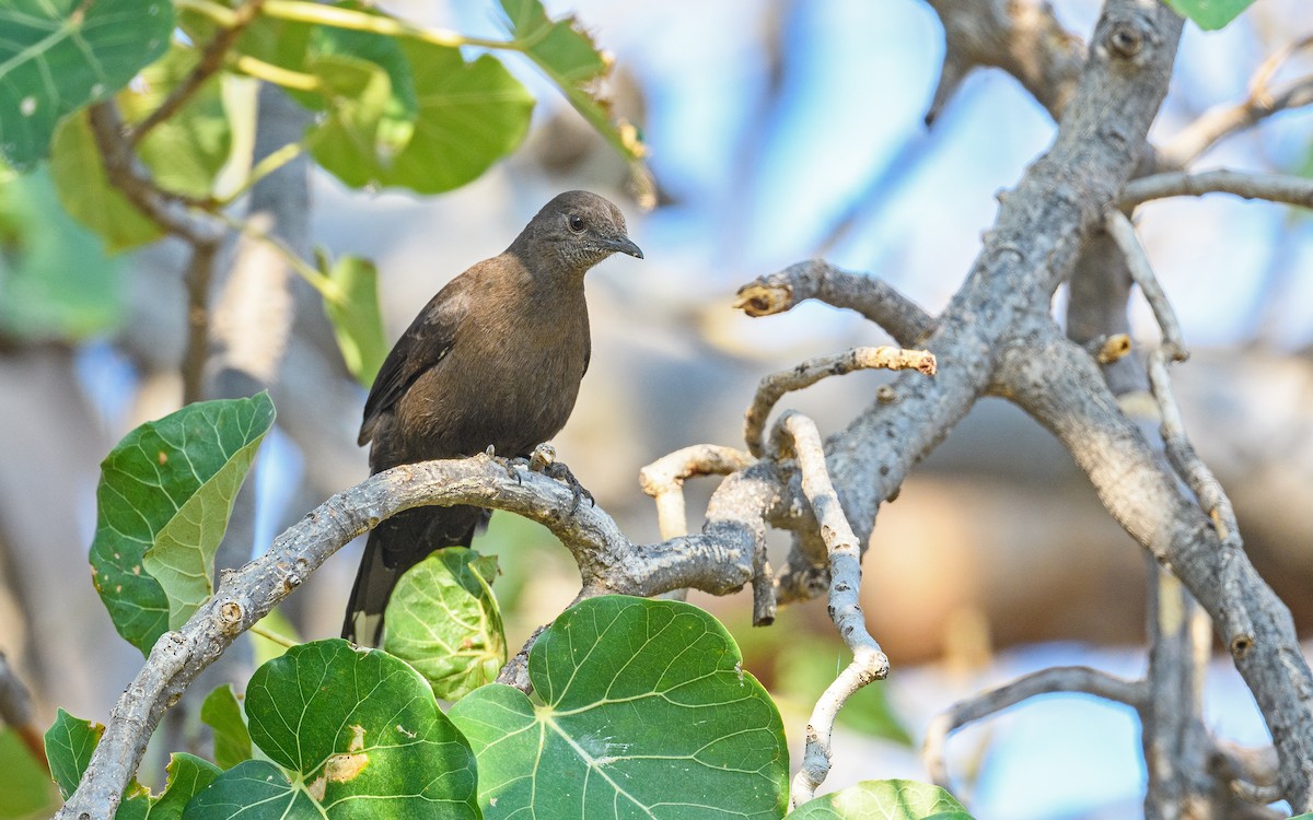 Boulder Chat - ML642122733