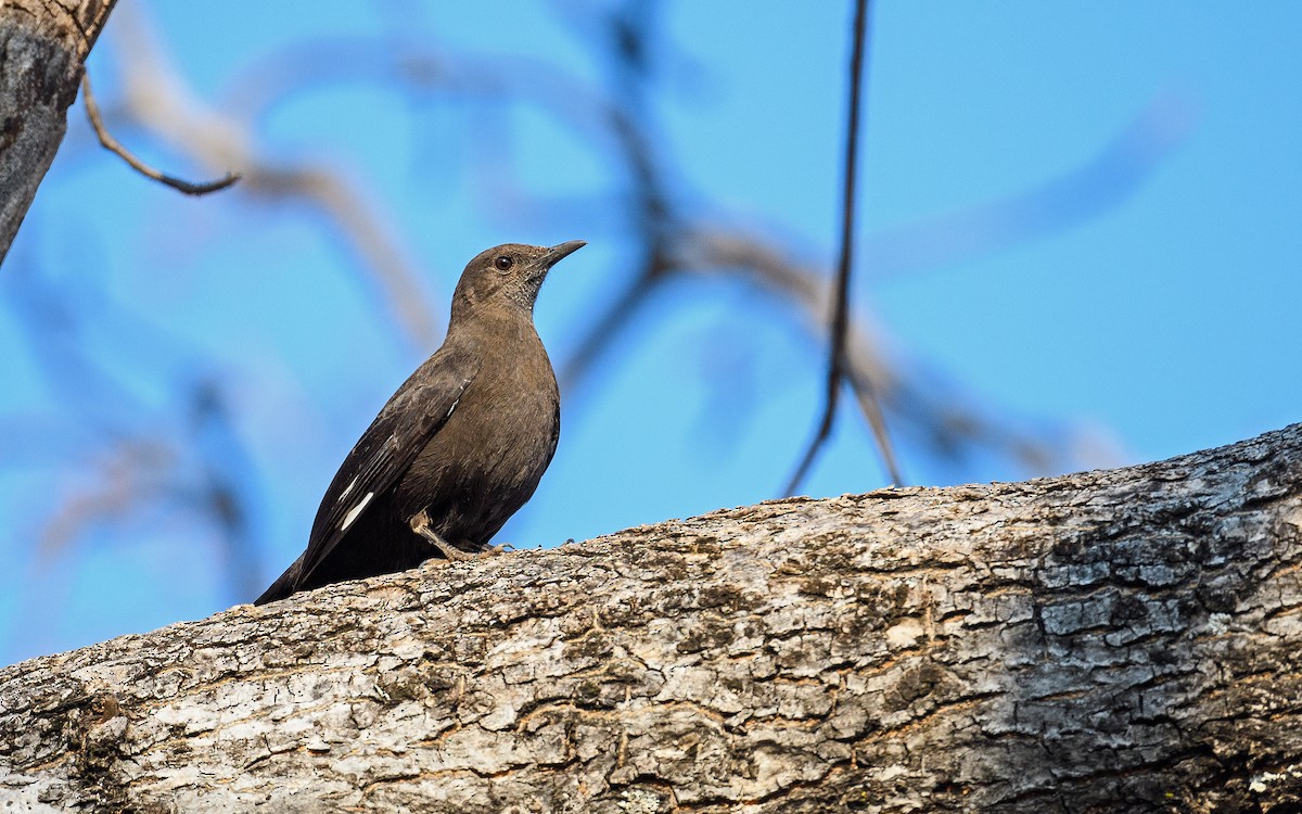 Boulder Chat - ML642122734
