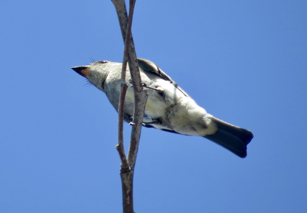 Olive-sided Flycatcher - ML642122735