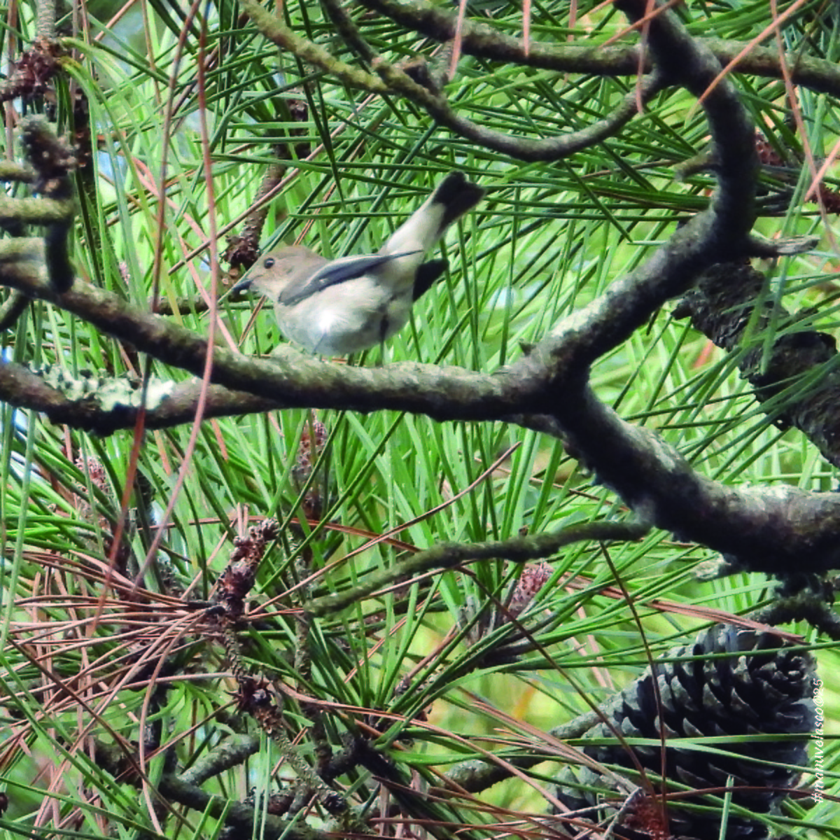 European Pied Flycatcher - ML642122737