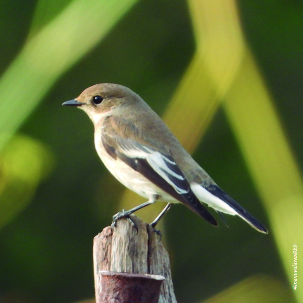 European Pied Flycatcher - ML642122738