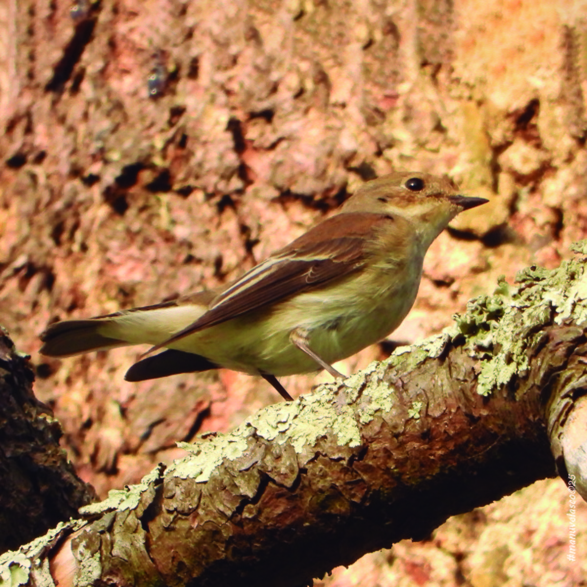 European Pied Flycatcher - ML642122739