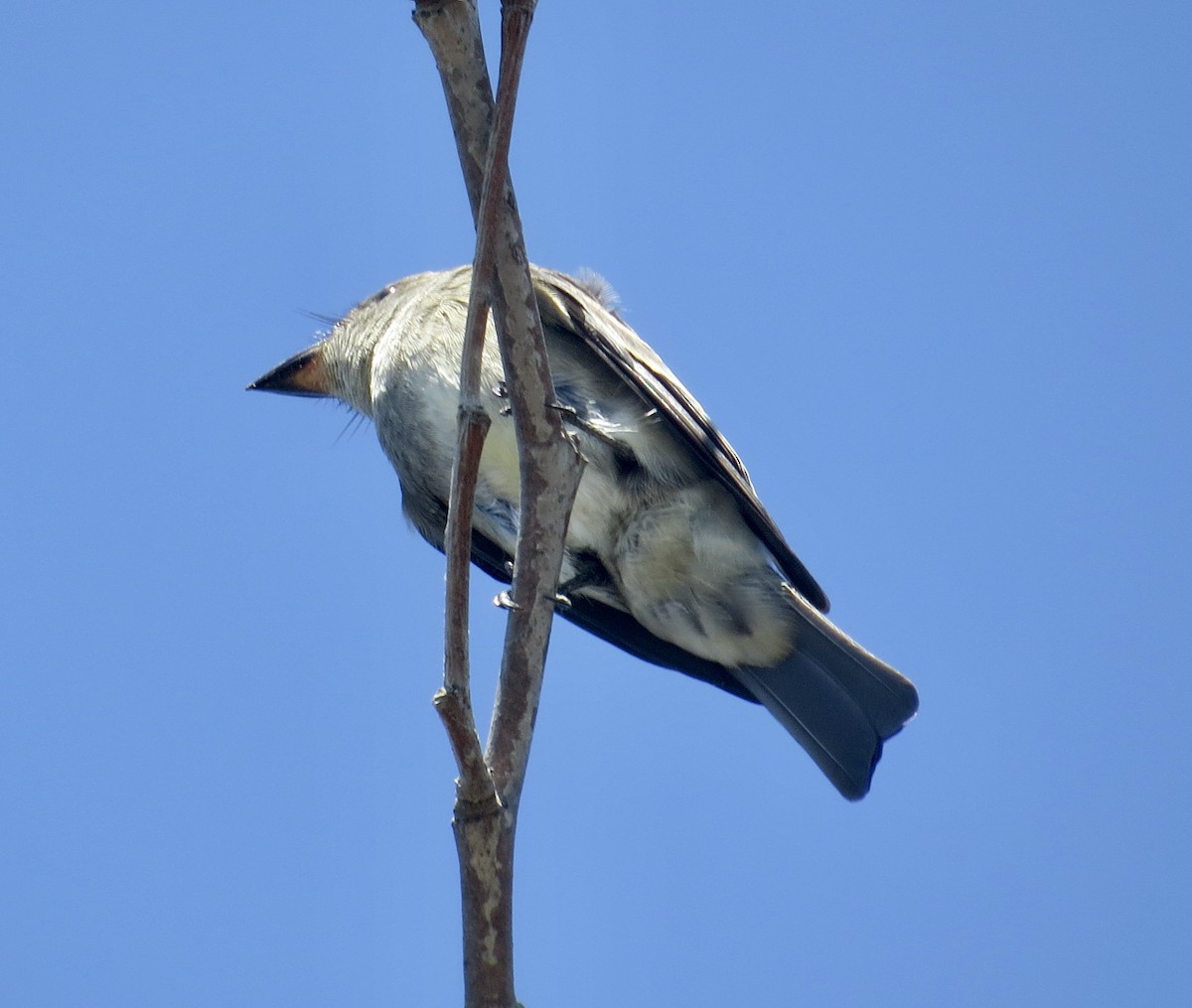 Olive-sided Flycatcher - ML642122740