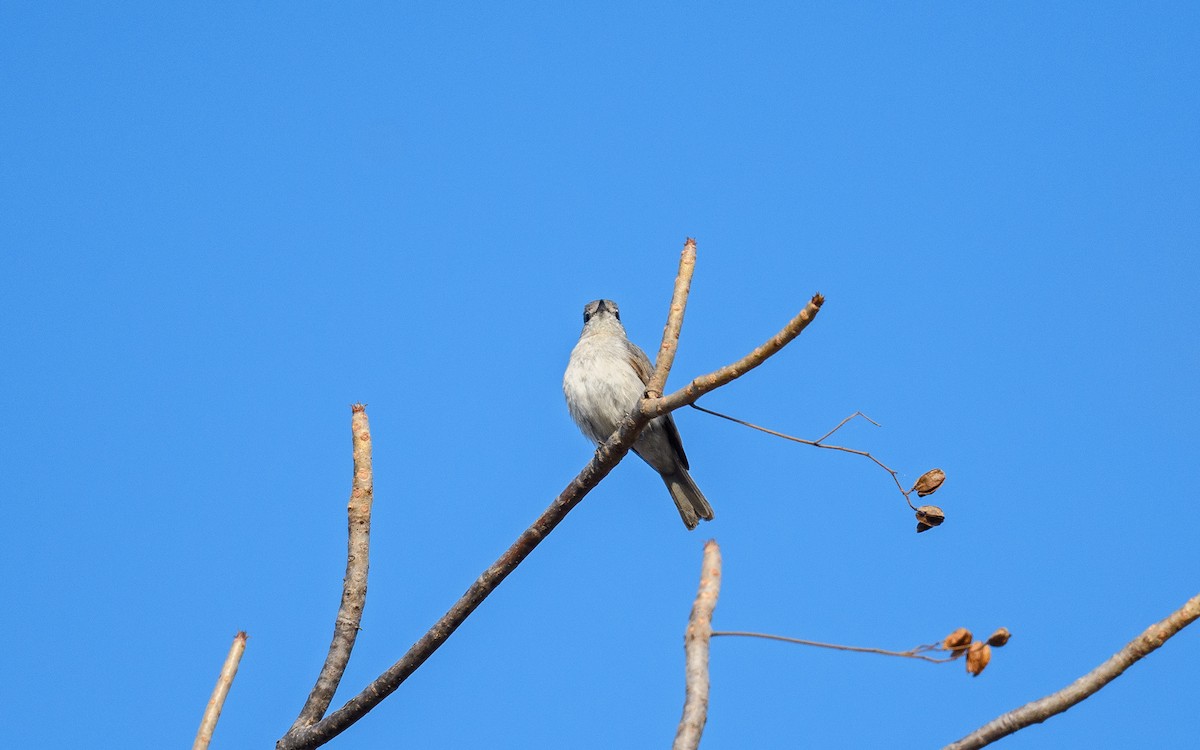 Ashy Flycatcher - ML642122748