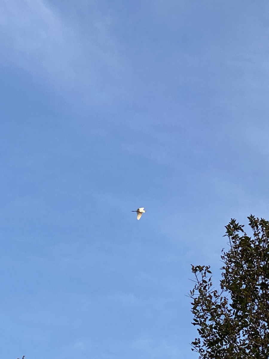 volavka bílá - ML642122774