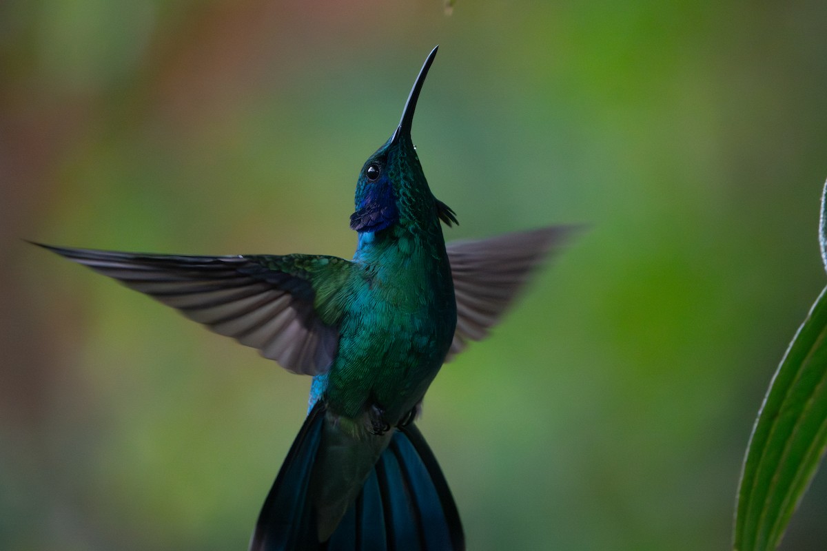 Colibri cyanote - ML642122778