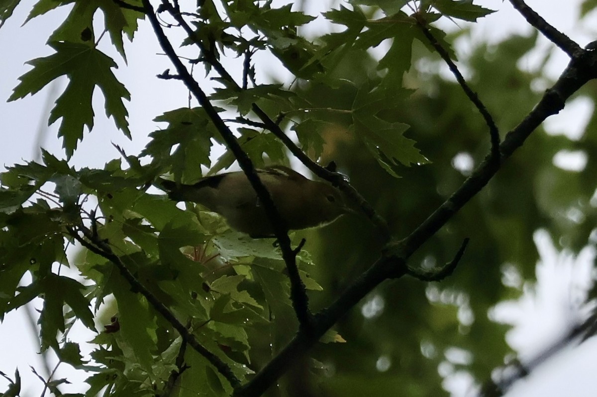 Bay-breasted Warbler - ML642122779