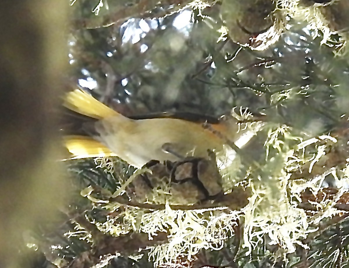 Paruline flamboyante - ML642122802