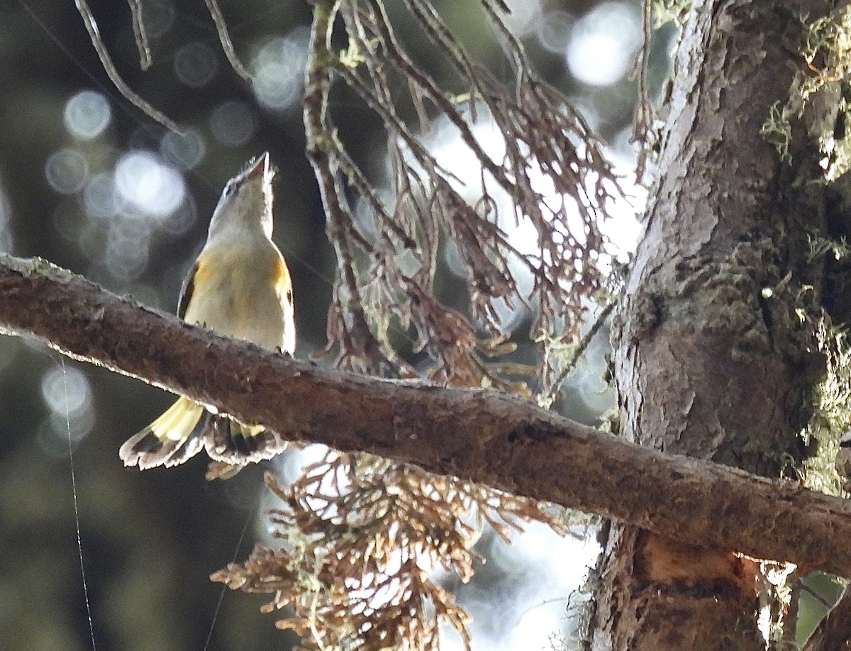 Paruline flamboyante - ML642122803