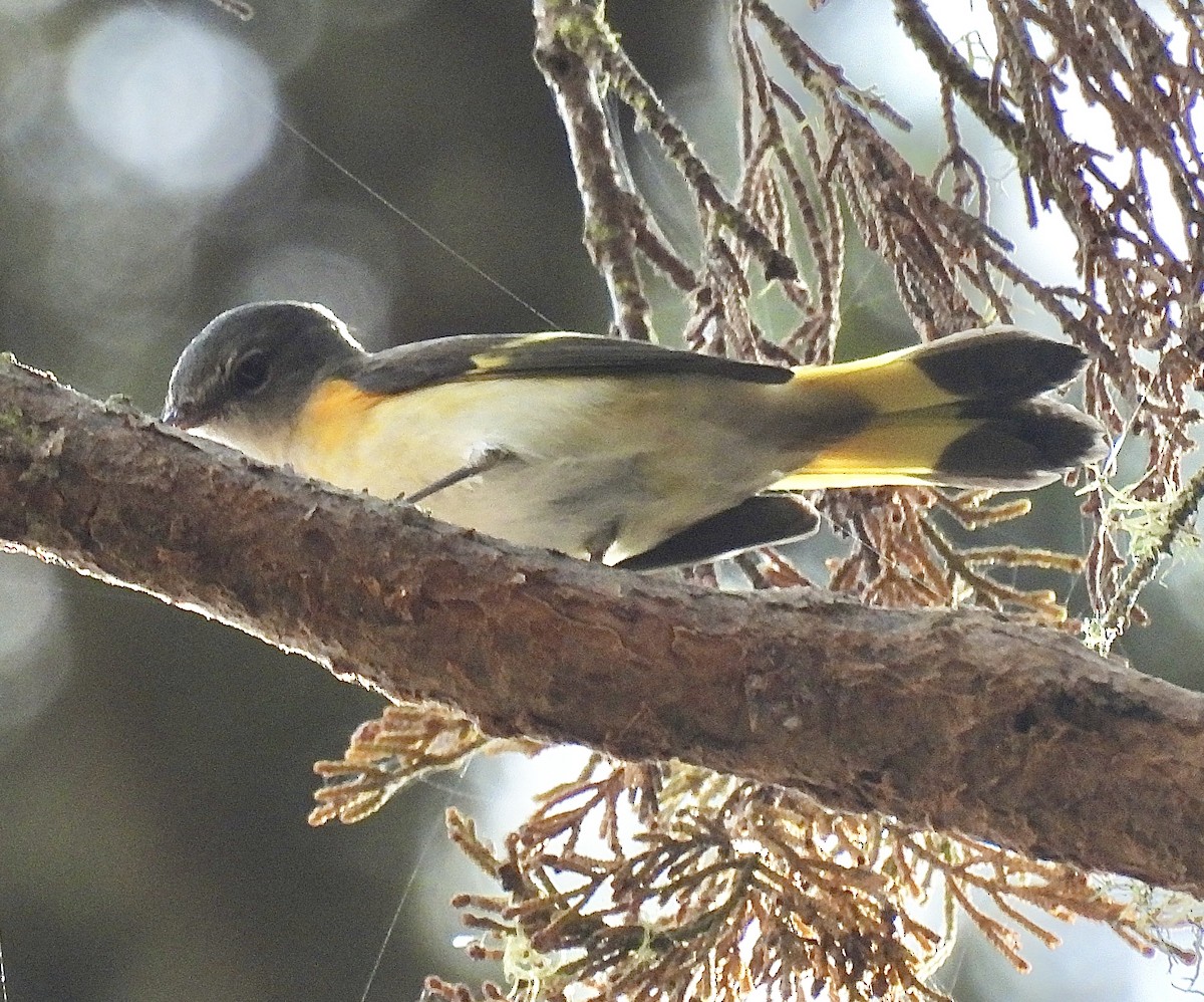 Paruline flamboyante - ML642122804