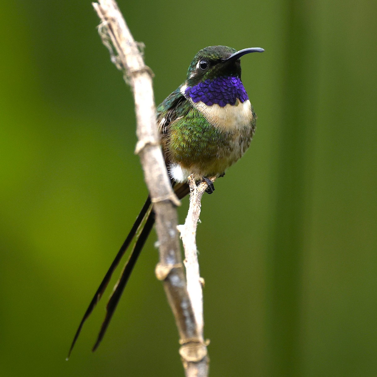 Slender Sheartail - ML642122807