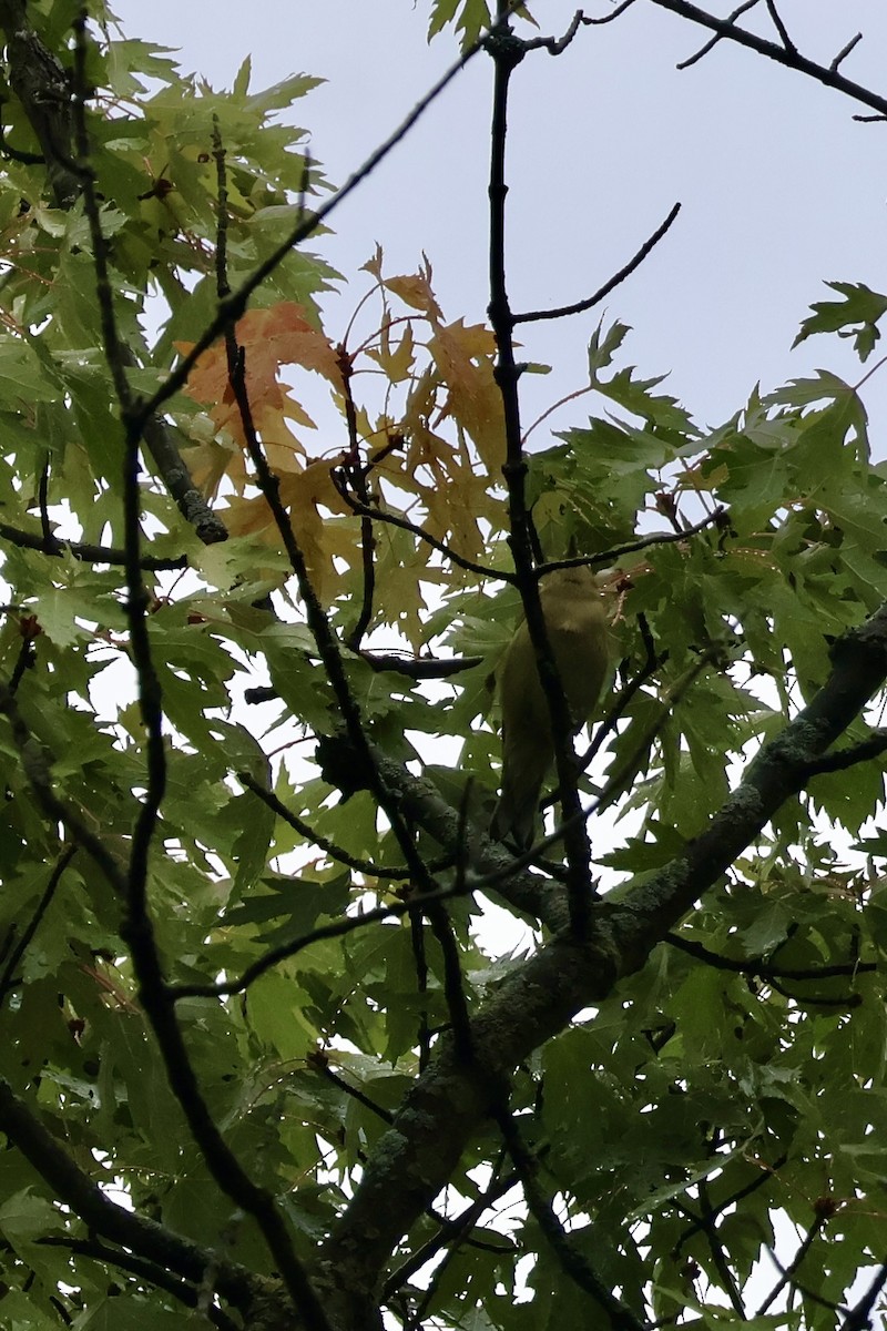 Bay-breasted Warbler - ML642122811