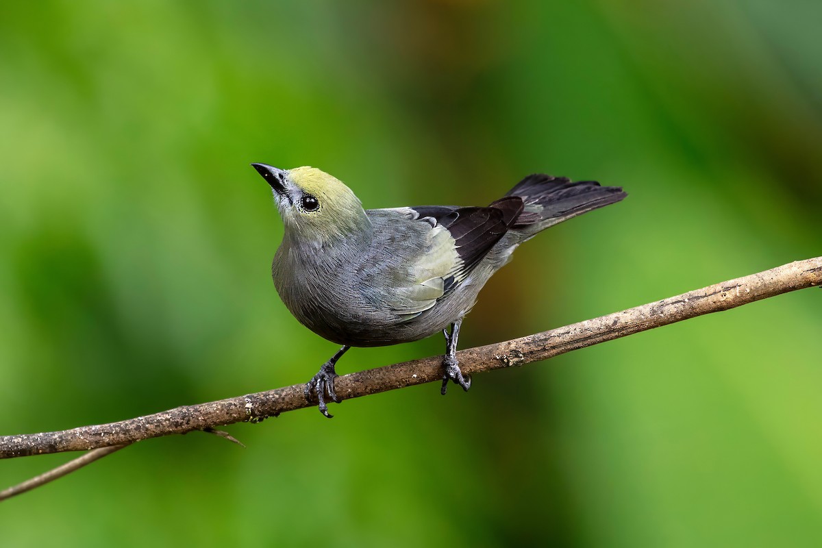 Palm Tanager - ML642122812