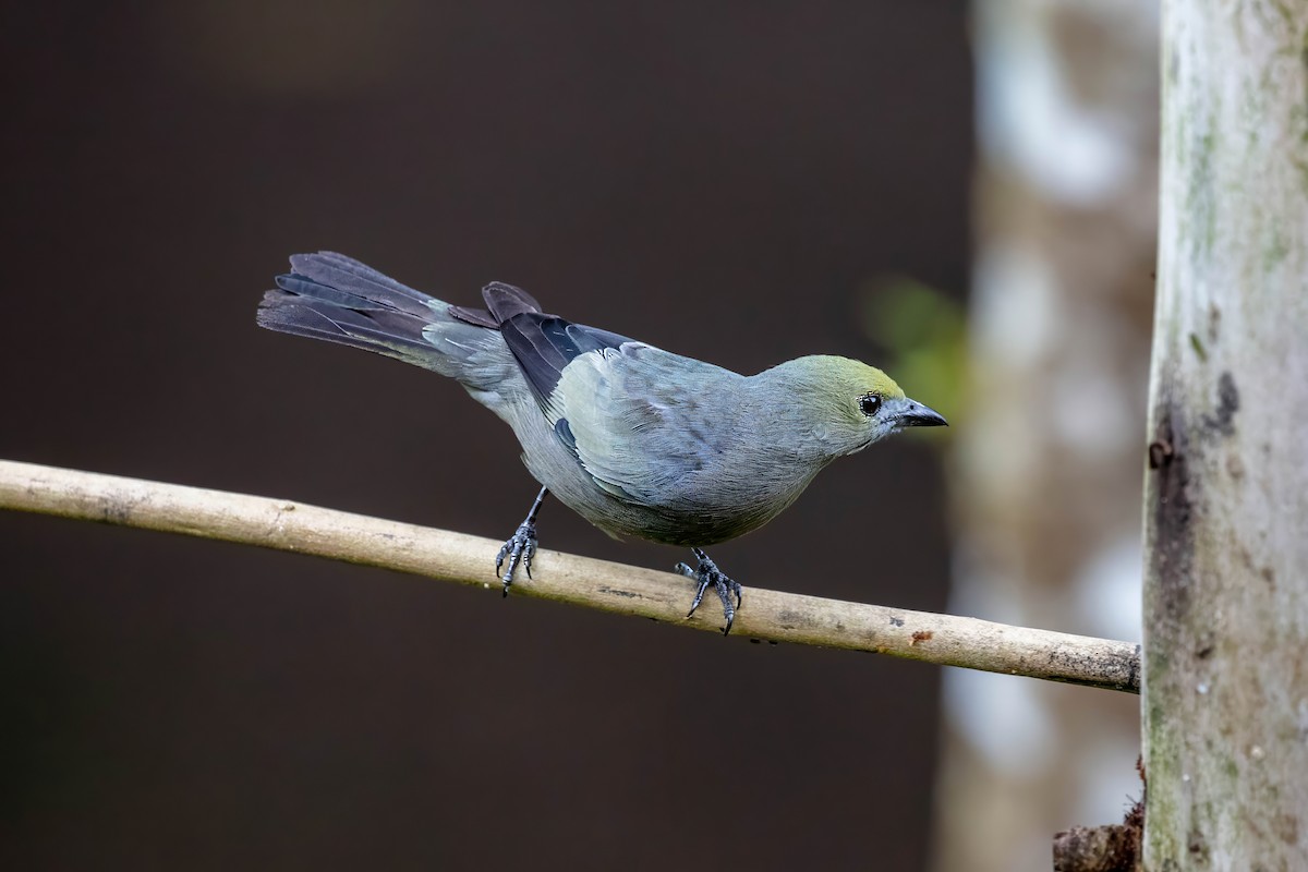 Palm Tanager - ML642122813