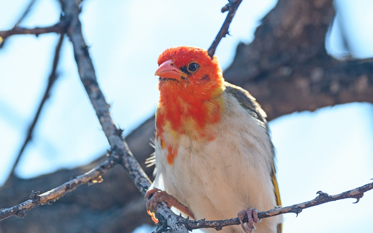 Red-headed Weaver (Southern) - ML642122816