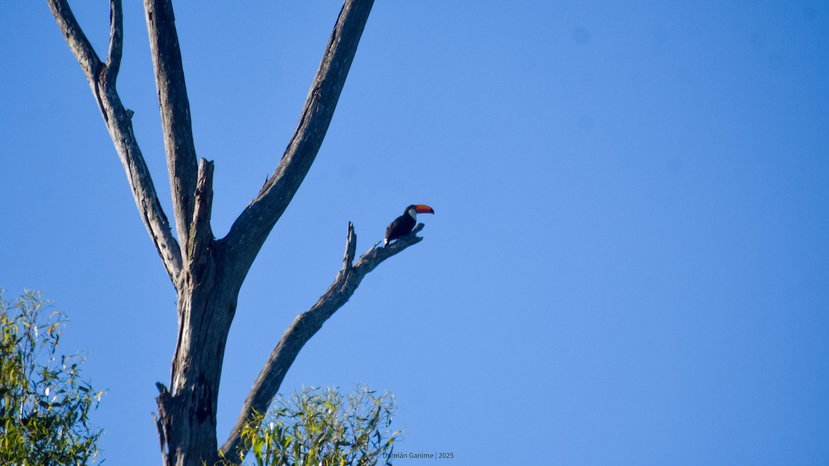 Toco Toucan - ML642122821