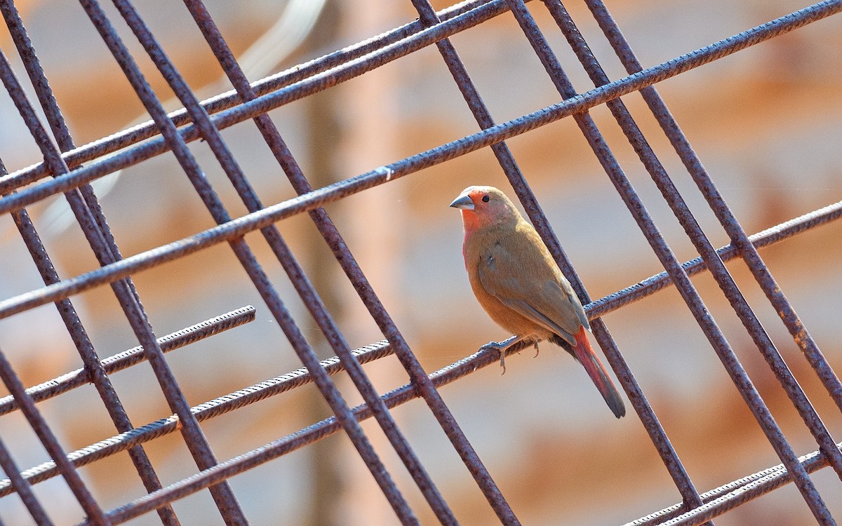 Jameson's Firefinch - ML642122822