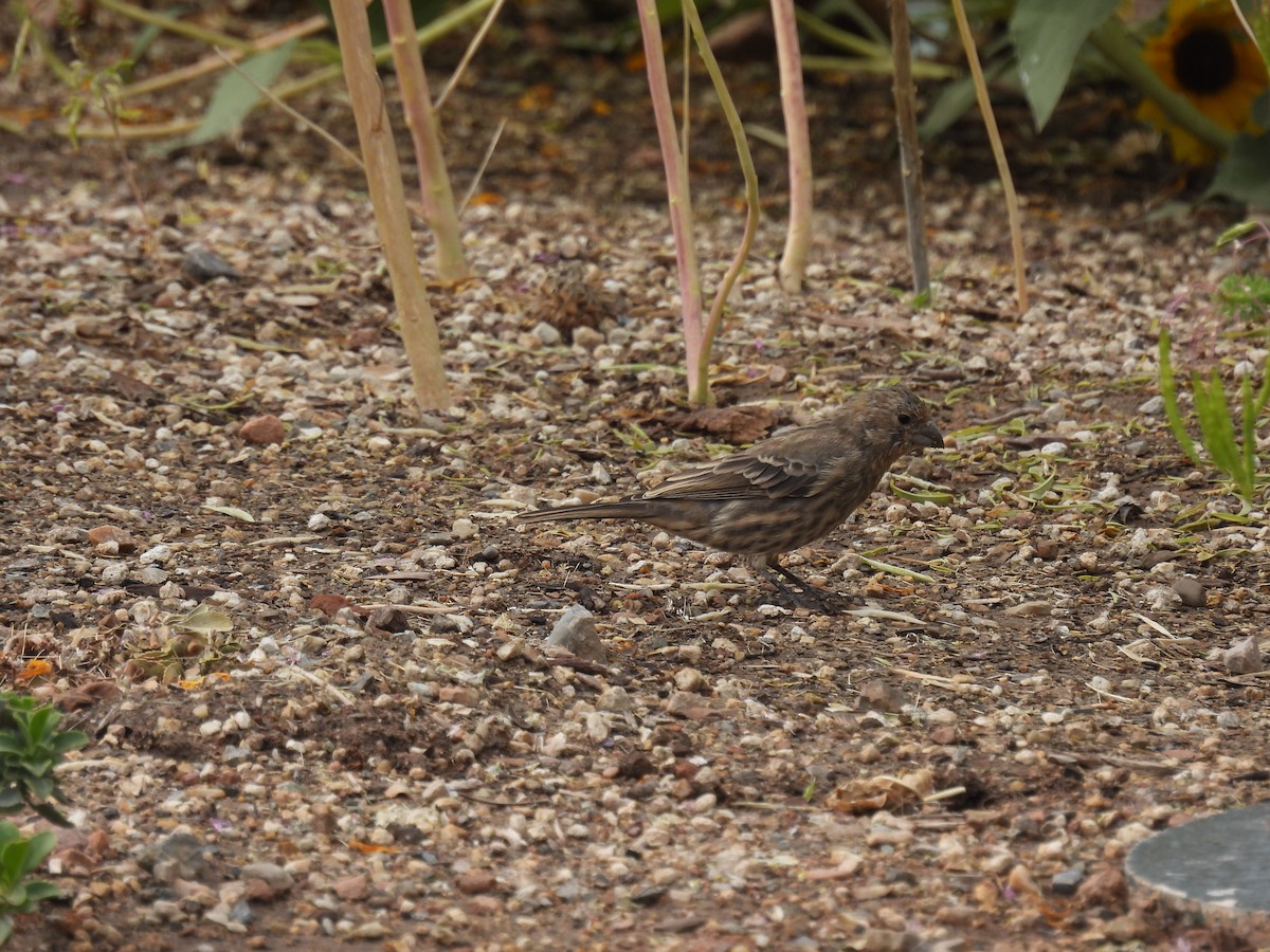 House Finch - ML642122823