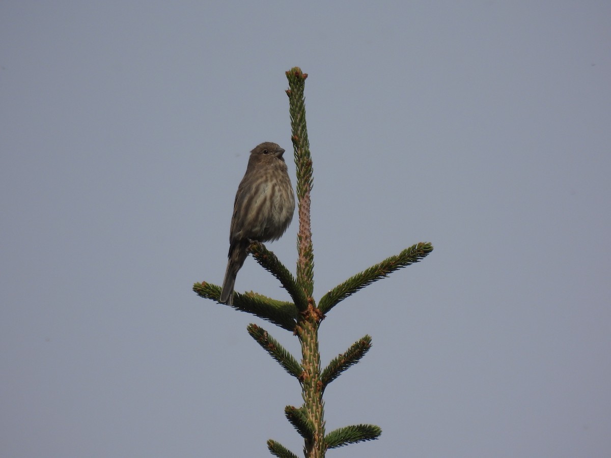 House Finch - ML642122824