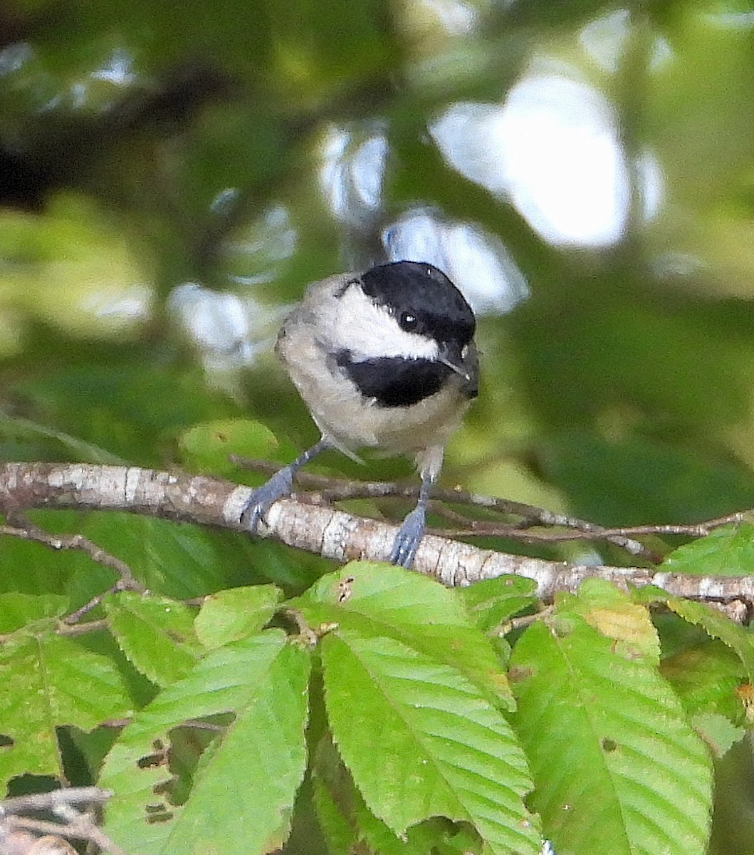 Carolina Chickadee - ML642122827