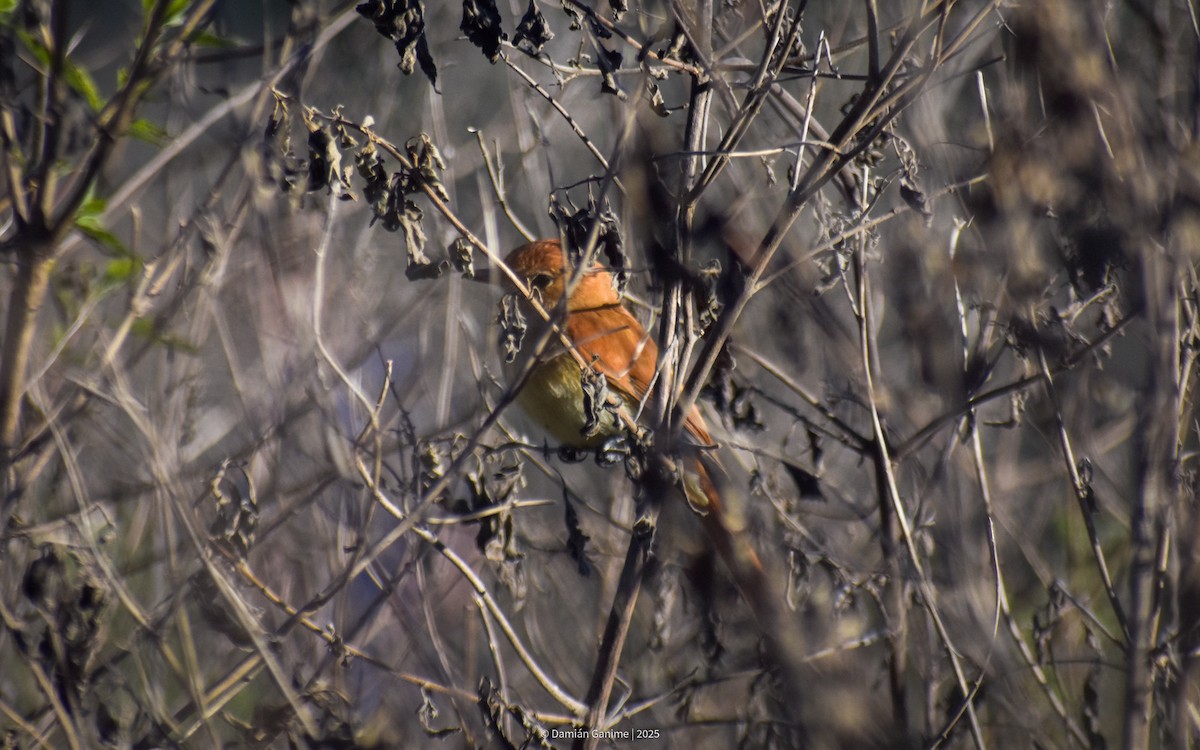 Rufous Casiornis - ML642122829