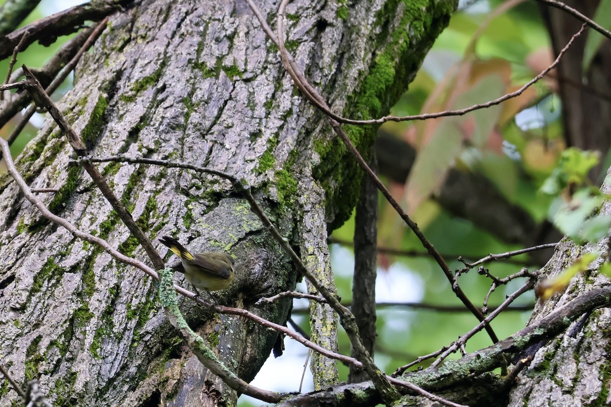 American Redstart - ML642122836