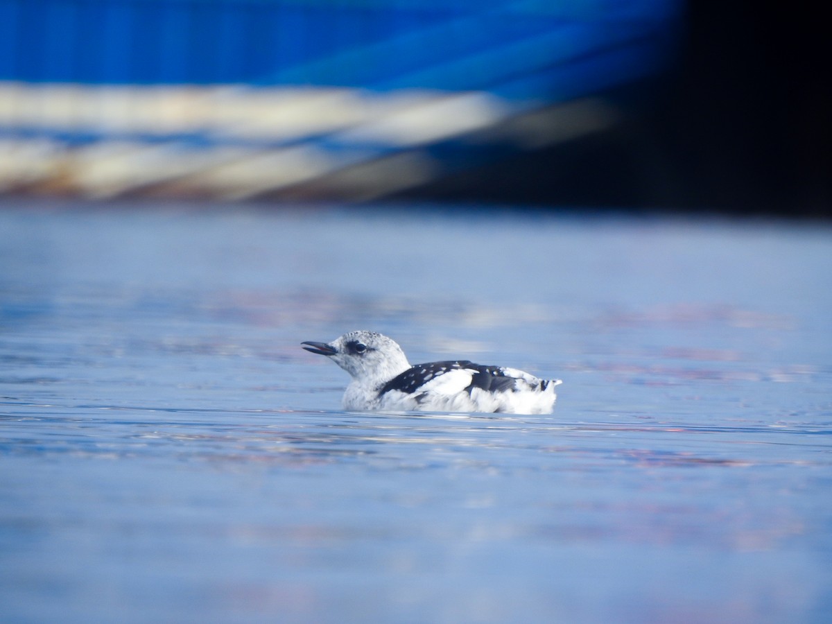 Black Guillemot - ML642122842