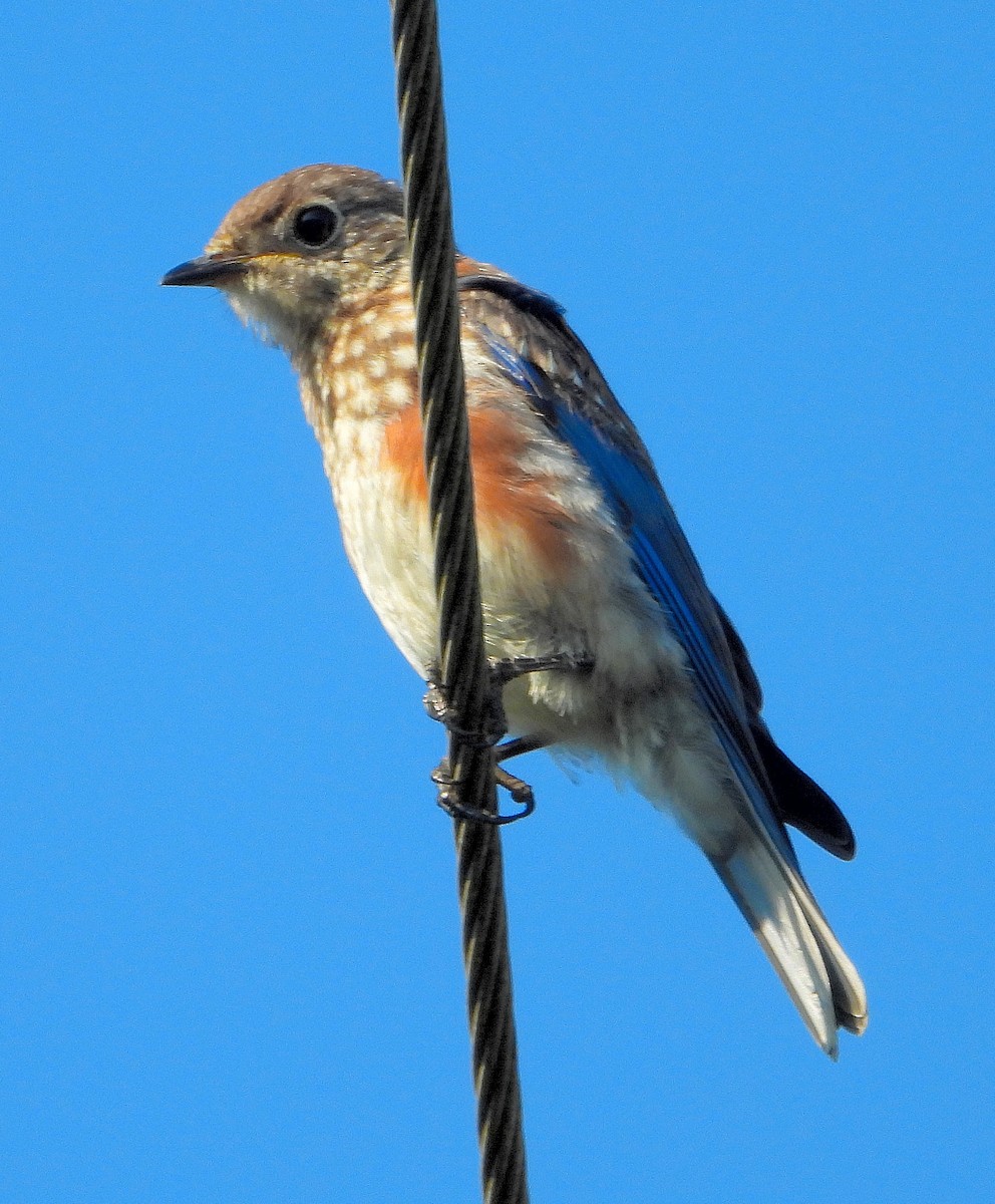 Eastern Bluebird - ML642122846