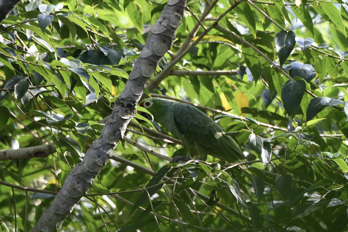 Amazona Frentirroja - ML642122851