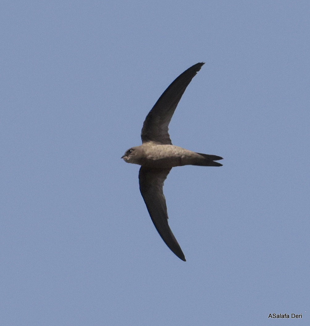 Bradfield's Swift - ML642122852