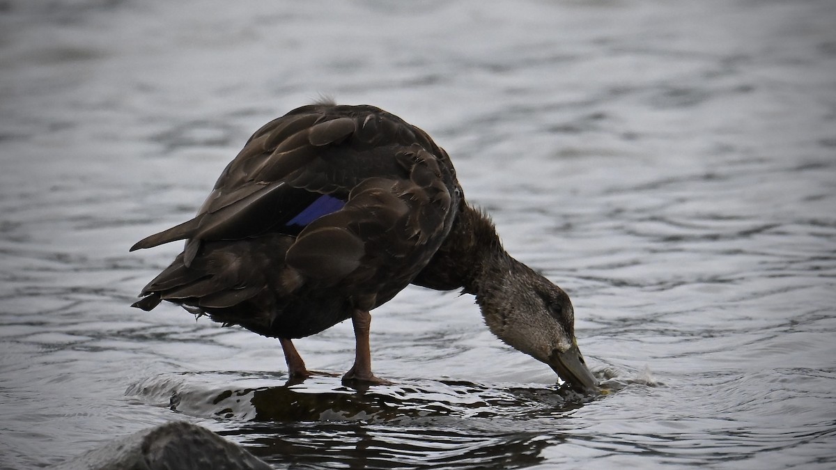 American Black Duck - ML642122855