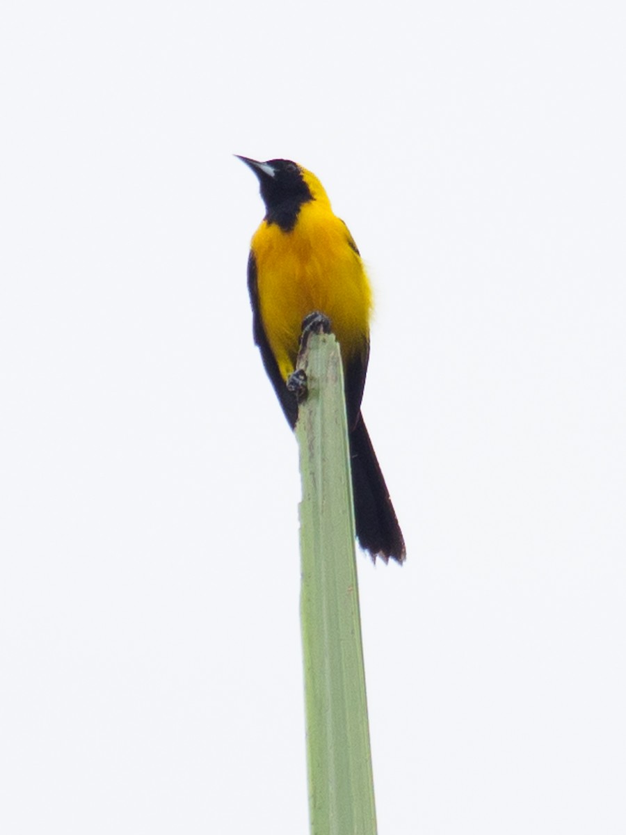 Turpial Dorsidorado - ML642122874