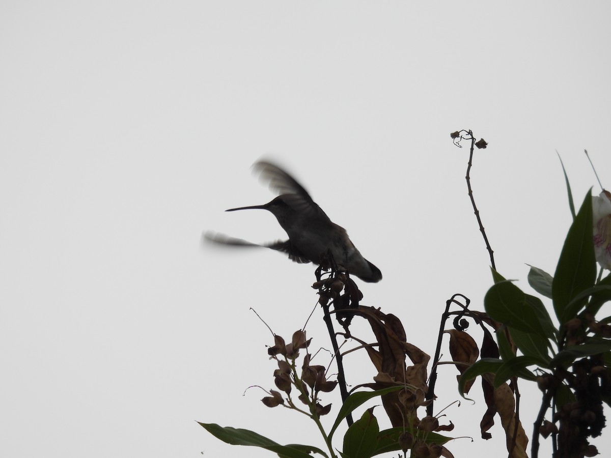 Black-chinned Hummingbird - ML642122877