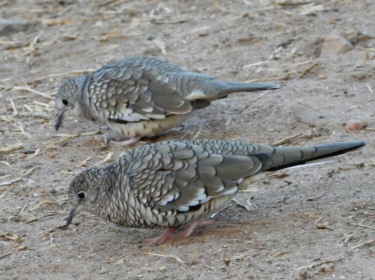 Scaled Dove - ML642122878