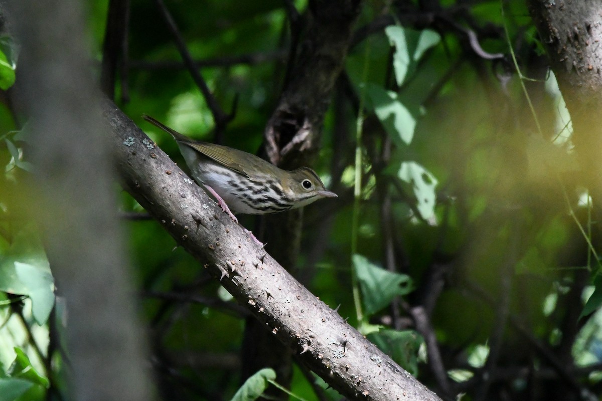 カマドムシクイ - ML642122883