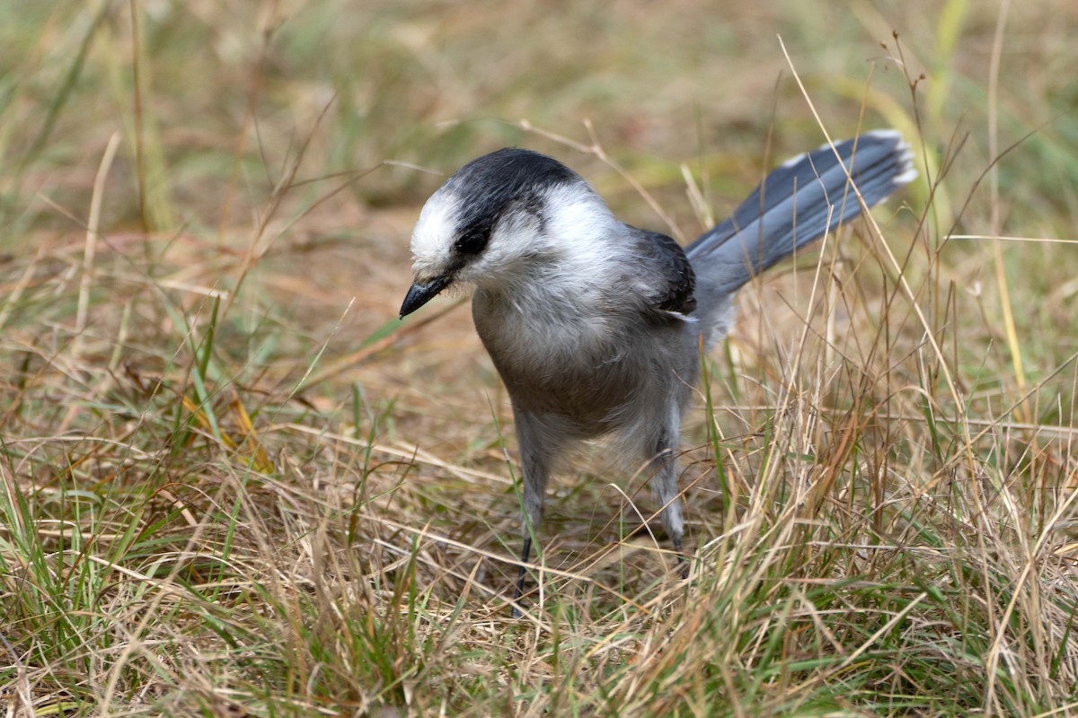 Canada Jay - ML642122891