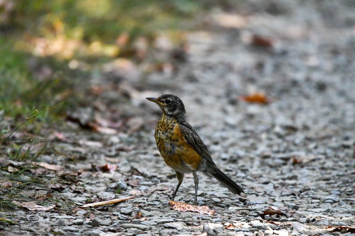 American Robin - ML642122900
