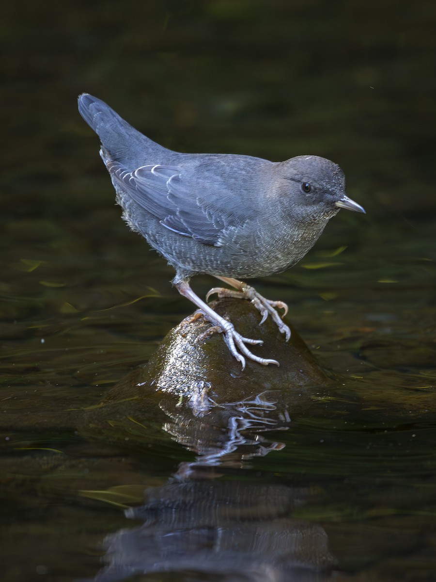 American Dipper - ML642122927