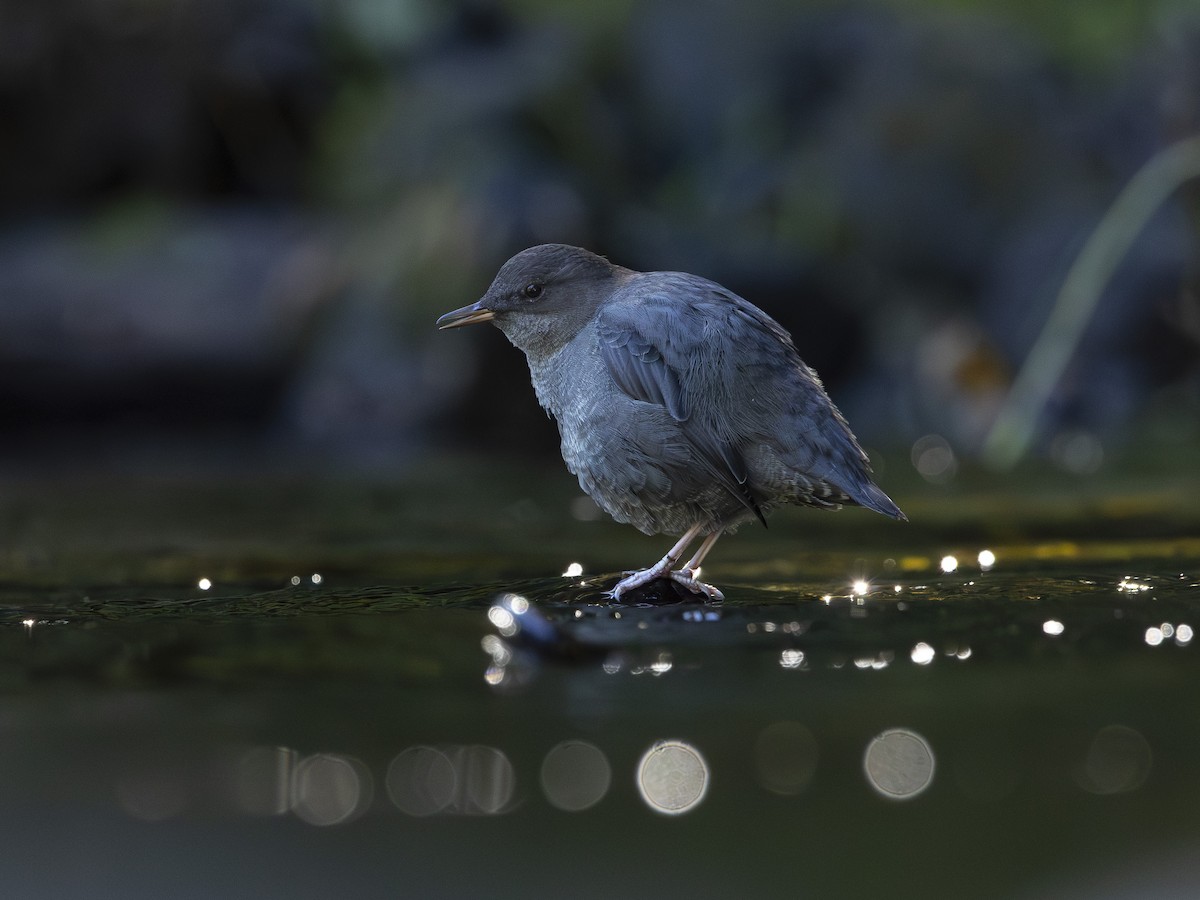 American Dipper - ML642122928