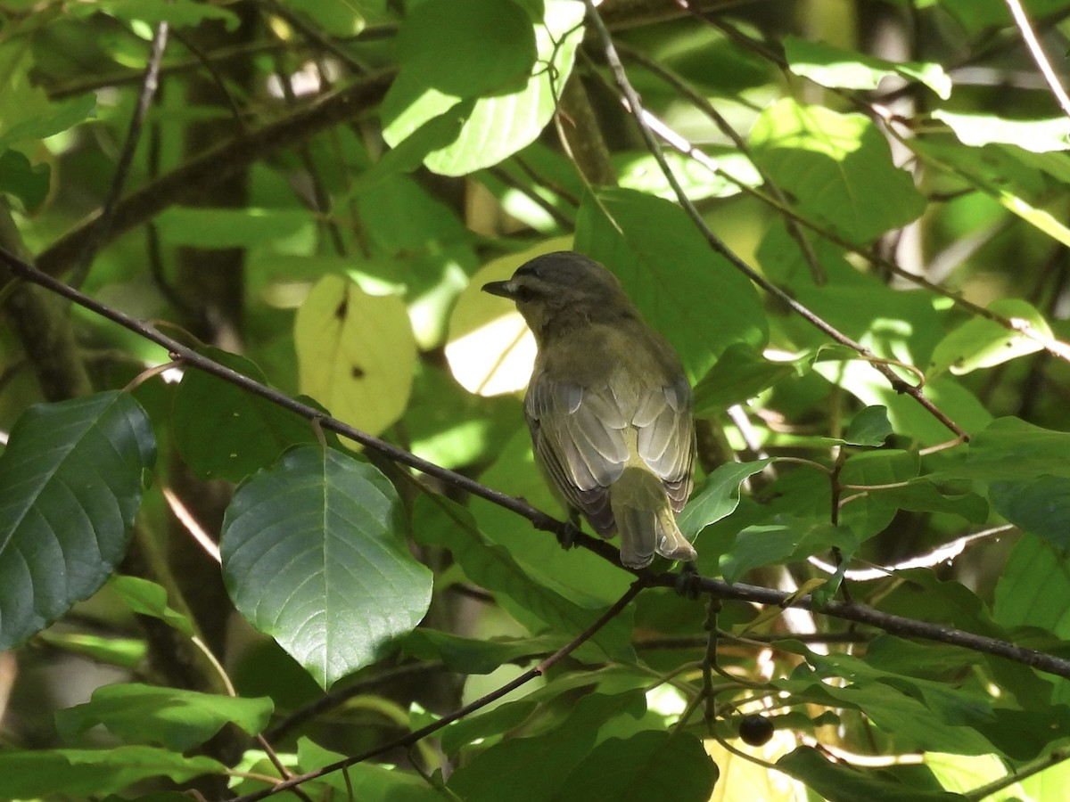 Red-eyed Vireo - ML642122929