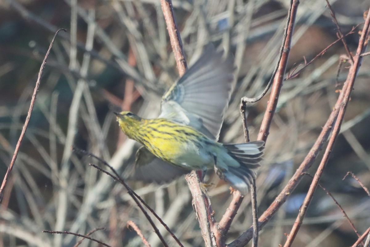 Cape May Warbler - ML642122931