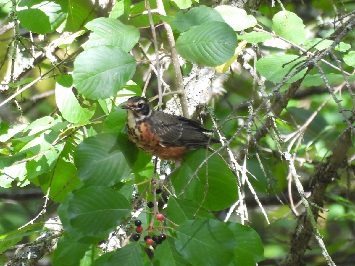 American Robin - ML642122932