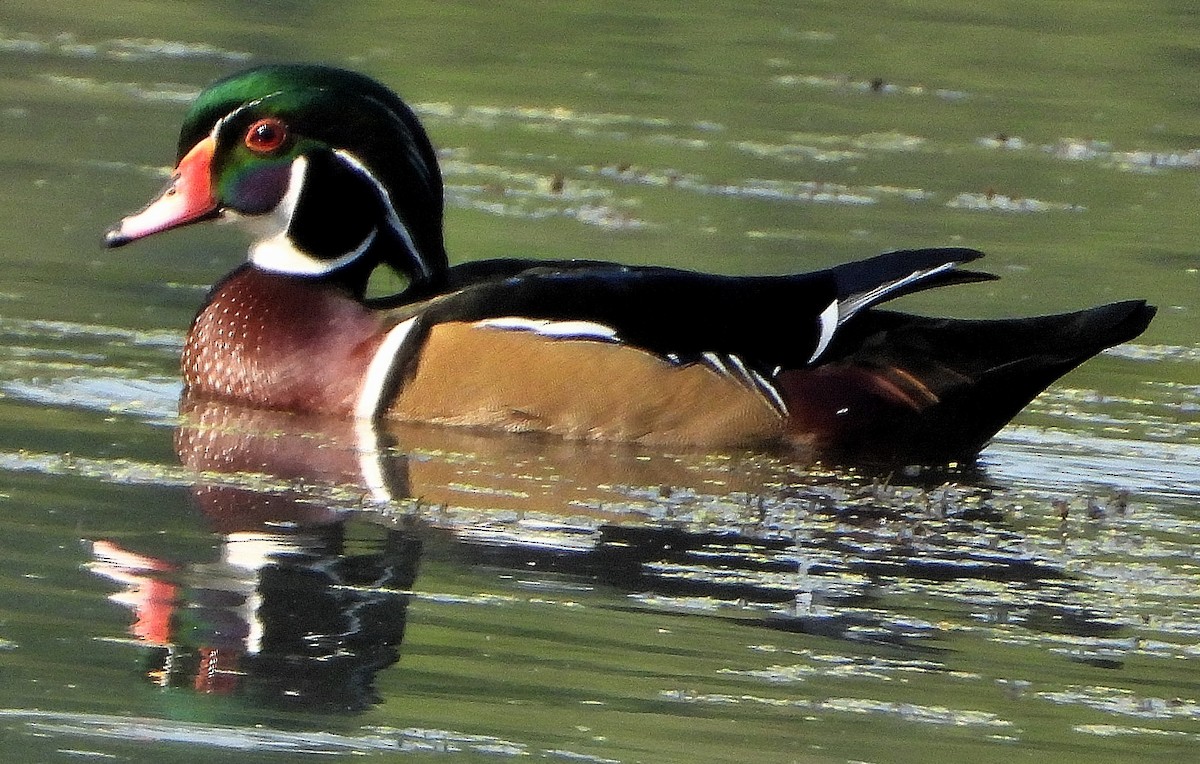 Wood Duck - ML642122933