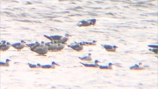gull sp. - ML642122935