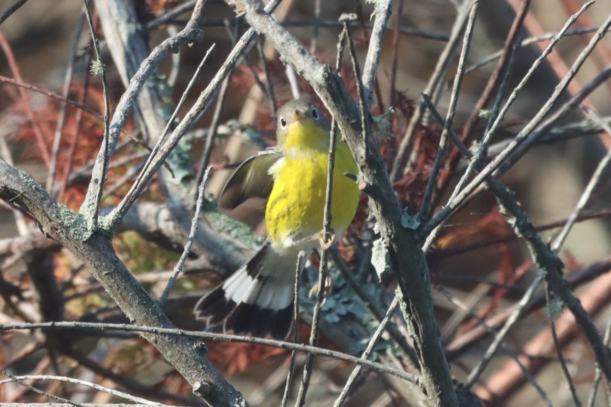Magnolia Warbler - ML642122936
