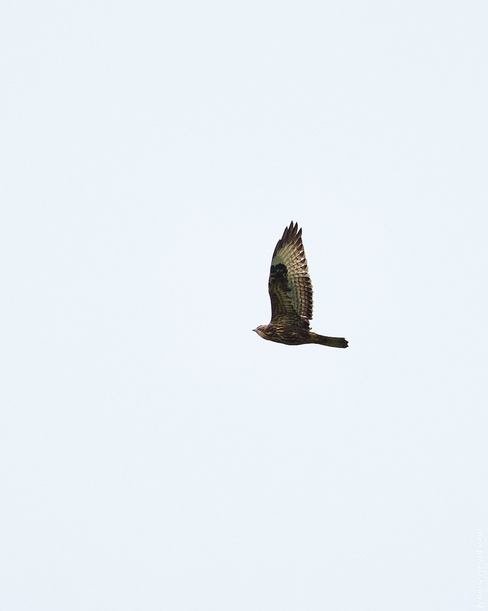 Common Buzzard - ML642122937