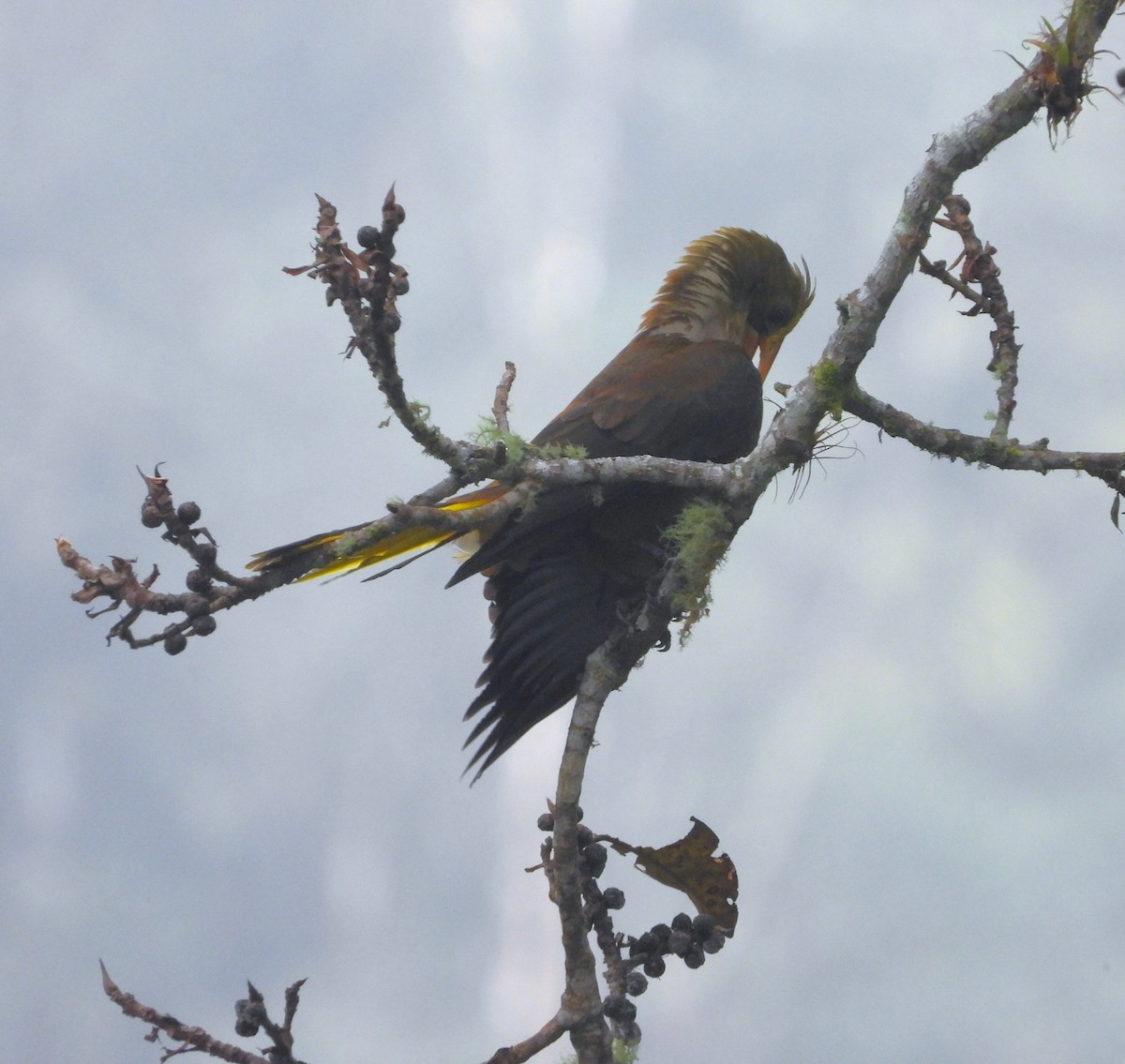 Russet-backed Oropendola - ML642122942