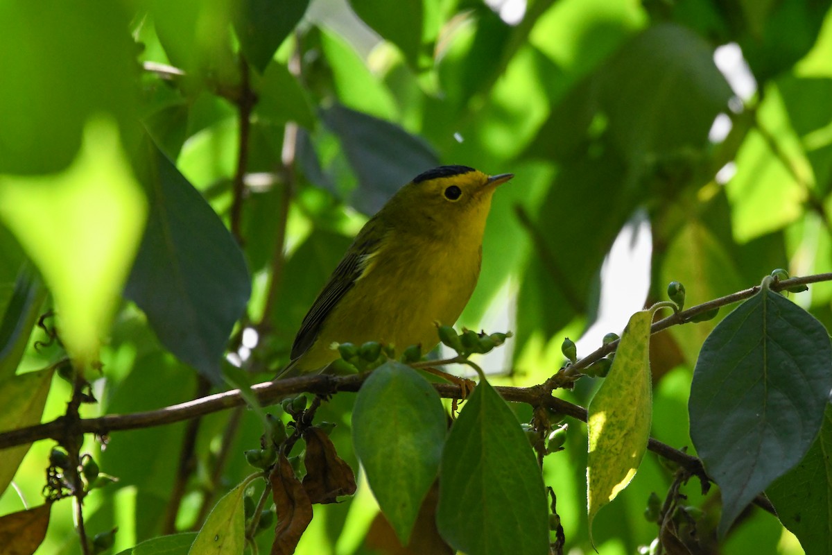 Wilson's Warbler - ML642122944