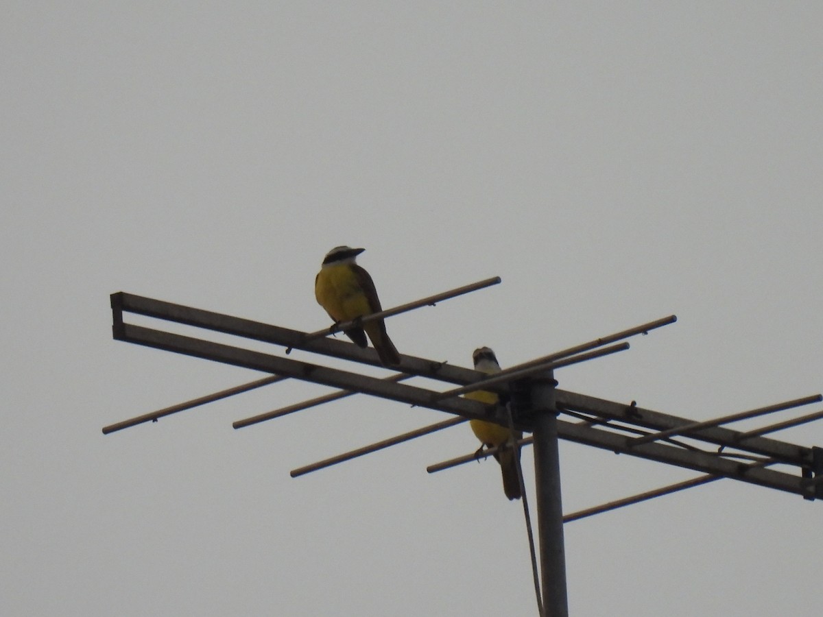 Great Kiskadee - ML642122945